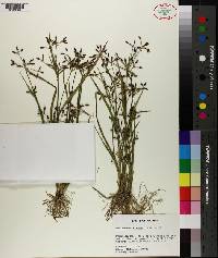 Psilocarya nitens image