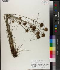 Cyperus filiculmis image