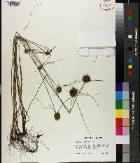 Cyperus filiculmis image