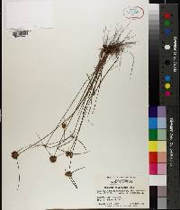 Cyperus filiculmis image