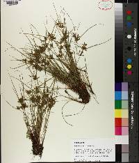 Cyperus flavescens image