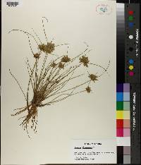 Cyperus flavescens image