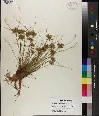 Cyperus flavescens image