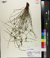 Cyperus flavescens image