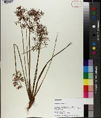 Cyperus haspan image