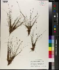 Rhynchospora intermixta image