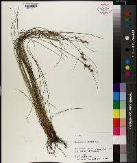 Rhynchospora plumosa image