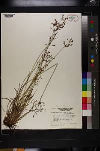 Fimbristylis dichotoma image