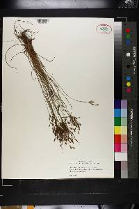 Fimbristylis annua image