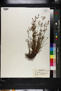 Fimbristylis annua image