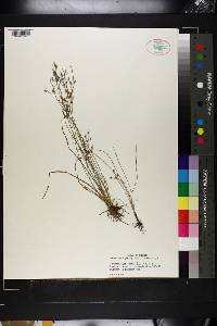 Fimbristylis annua image