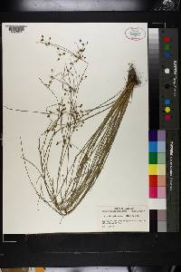 Fimbristylis annua image