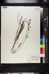 Fimbristylis annua image