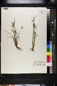 Fimbristylis annua image