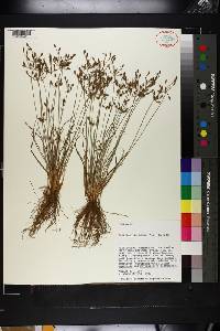 Fimbristylis annua image