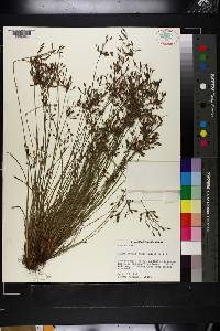 Fimbristylis annua image