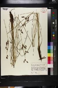 Fimbristylis castanea image