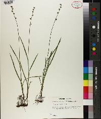 Scleria distans image