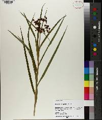 Scirpus polyphyllus image