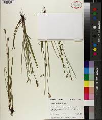 Scleria reticularis image