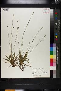 Lachnocaulon anceps image