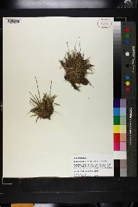 Lachnocaulon anceps image