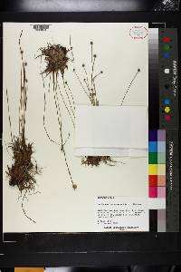 Lachnocaulon anceps image