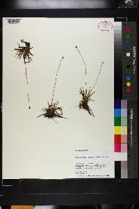 Lachnocaulon anceps image