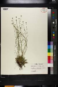 Lachnocaulon anceps image