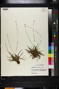 Lachnocaulon anceps image