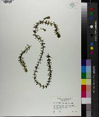 Hydrilla verticillata image