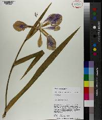 Iris virginica image