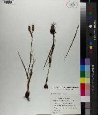 Nemastylis geminiflora image