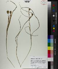 Nemastylis geminiflora image