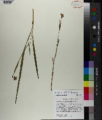 Nemastylis geminiflora image