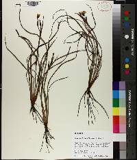 Sisyrinchium fibrosum image