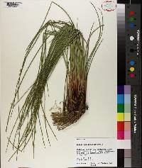 Juncus coriaceus image