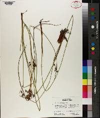 Juncus coriaceus image