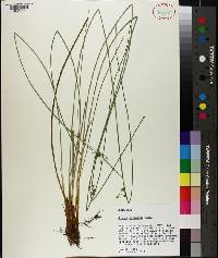 Juncus coriaceus image