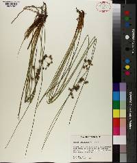 Juncus coriaceus image