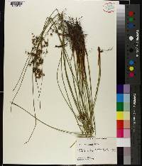 Juncus coriaceus image