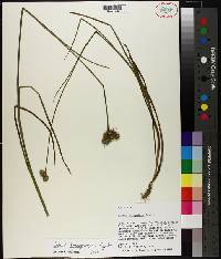 Juncus scirpoides image