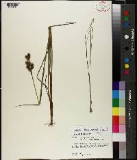 Juncus brachycarpus image