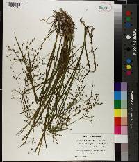 Juncus brachycephalus image