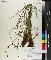 Juncus coriaceus image