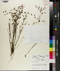 Juncus diffusissimus image