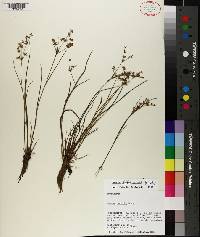 Juncus diffusissimus image