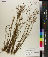 Juncus diffusissimus image