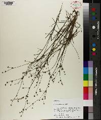 Juncus debilis image