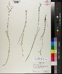 Juncus debilis image